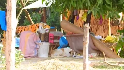 Dog's Prank With Tiger 🐅 Funny Video 🤣🤣