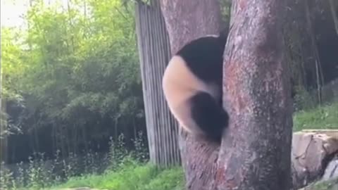 The panda was stuck by the tree and gave a pig cry