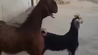 Dancing goats