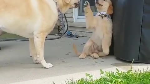 Pupy Playing with His Dady