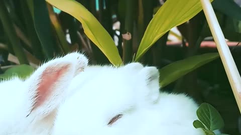 Cute Baby Rabbits Playing,Feeding Activities | Bunny Rabbit (Baby Rabbits)