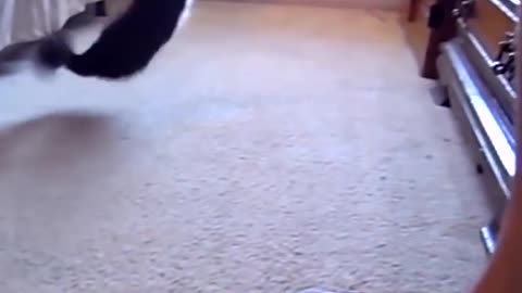 2-Legged Cat Gets Brother Just Like Him | The Dodo