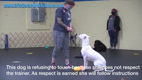 Eric Salas Dog Training workshop (Establishing Respect)