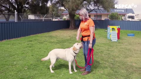 FREE DOG TRAINING SERIES how to teach your dog to sit