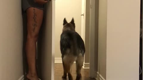 Dog And Human Mom Play Hide And Seek Alone At Home