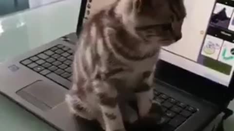 cat is chatting