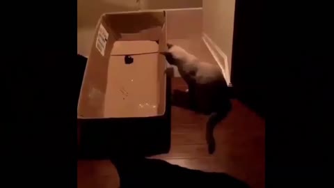 Best Funny cats short video