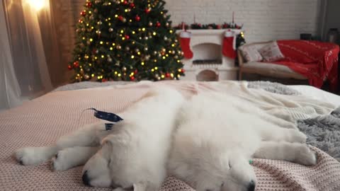 Beautiful white puppies at the Christmas tree