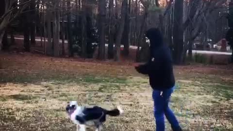 Guy doing tricks with red frisbee black and white dog