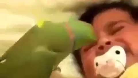 # Funny parrot wants to silence a child without success 😂🤣🤣