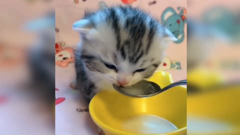 Cute baby cat eating milk