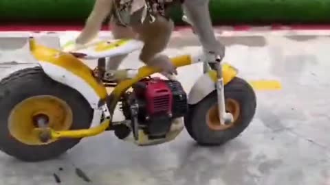 Monkeys racing on Scooters
