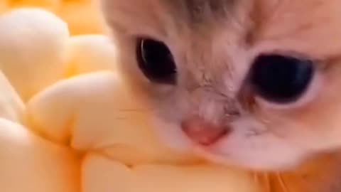 "Adorable Tiny Munchkin Kitten's First Playtime – Cutest Moments Ever!"