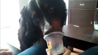 Dog excitingly licking the pudding cup