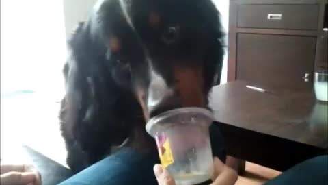 Dog excitingly licking the pudding cup