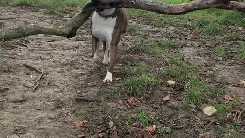 Dog Always Chooses the Big Sticks