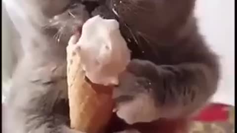 A cat eating ice cream