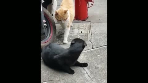 best cat funny video best funny animal videos funniest cats and dogs videos