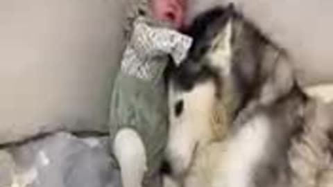 Cute Husky dog stop baby crying.