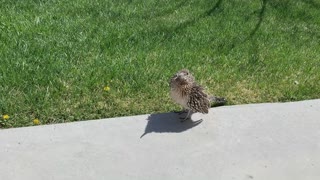 Feeding A Greater Roadrunner