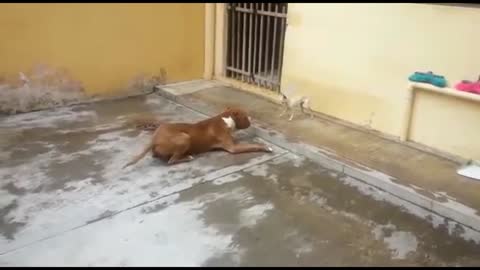 Pitbull Playing With Pinscher