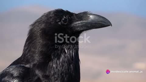 Raven Tales: Legends and Folklore Surrounding Ravens
