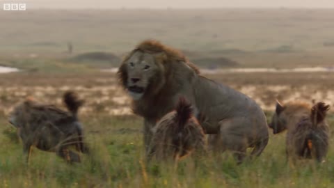 A male lion was beaten by twenty hyenas.