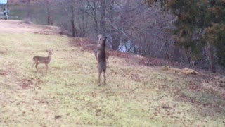 Pregnant Whitetail Does Fighting