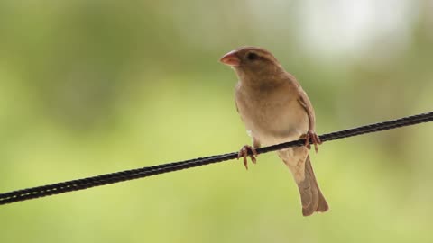 Canary-bird B