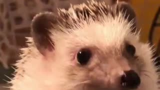 Hedgehog looking for food in the kitchen