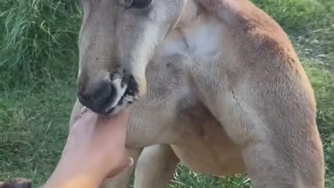 Beautiful moment shared with Kangaroo