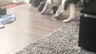 Pup sees a bone for the first time