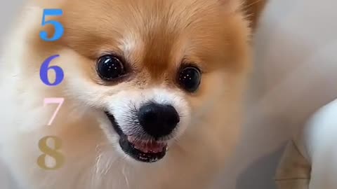 cute dogs becomes angry with owner. see the end of the vid to know what happened 2022