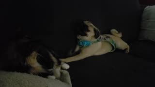 Pug puppy trying to eat cat