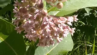 Milkweed