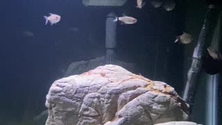 Red Eye Tetras