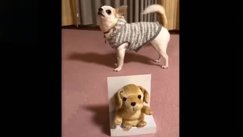 Cute and funny Pets