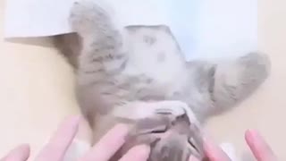 Spa care for a little cat