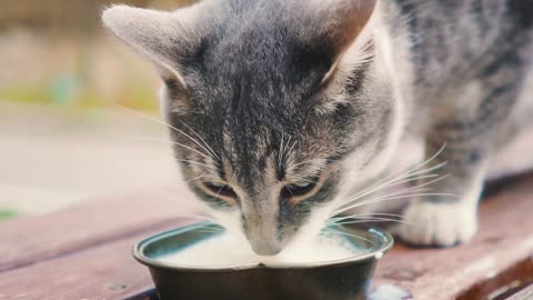 Cat Milk Bowl Drinking kitty pet Animals cute