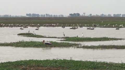 Funny bird on water by field