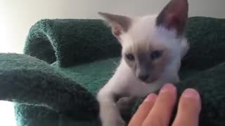 Hilarious Siamese Cat Really Loves Talking To His Human !