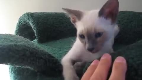 Hilarious Siamese Cat Really Loves Talking To His Human !