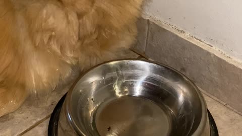 Dog Falls Asleep on Water Bowl