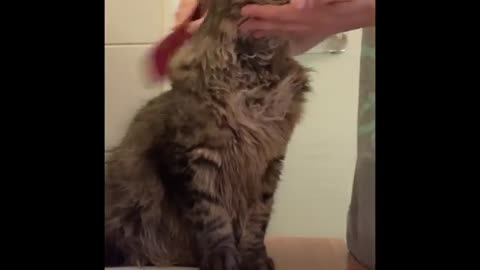 How to avoid your Siberian cat gets hair knots