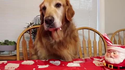 ASMR Funny Golden Retriever Dog Eats Candy Cane! -.mp4