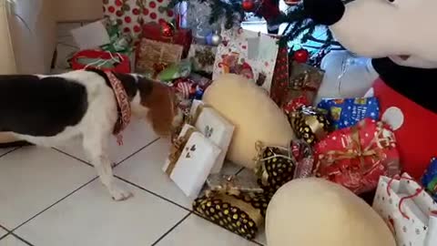 Beagles sniffs out her gift under the Christmas tree