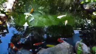 Koi fish pond (53)