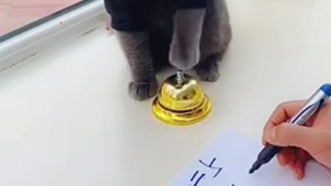 Smart Black Cat Solves Math Problem