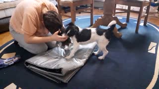 Puppy sabotaging push-ups biting hair