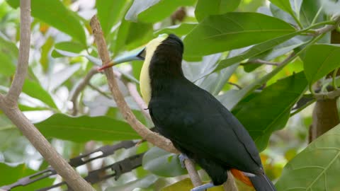 Toucan tree wild jungle tropical rainforest bird
